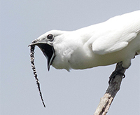 Bellbird